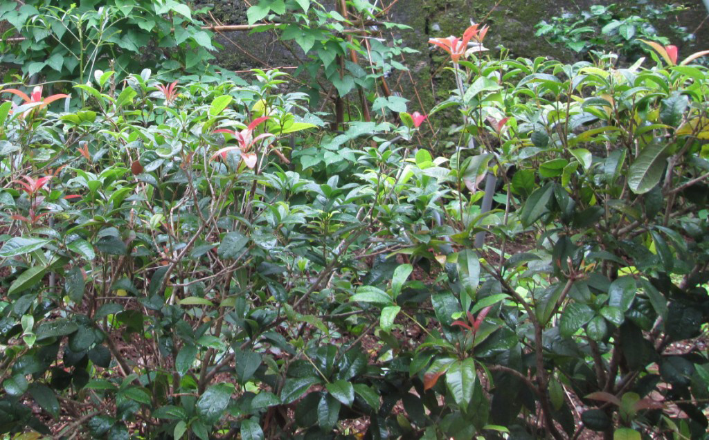 台北2016洪先生案例 後方菜園